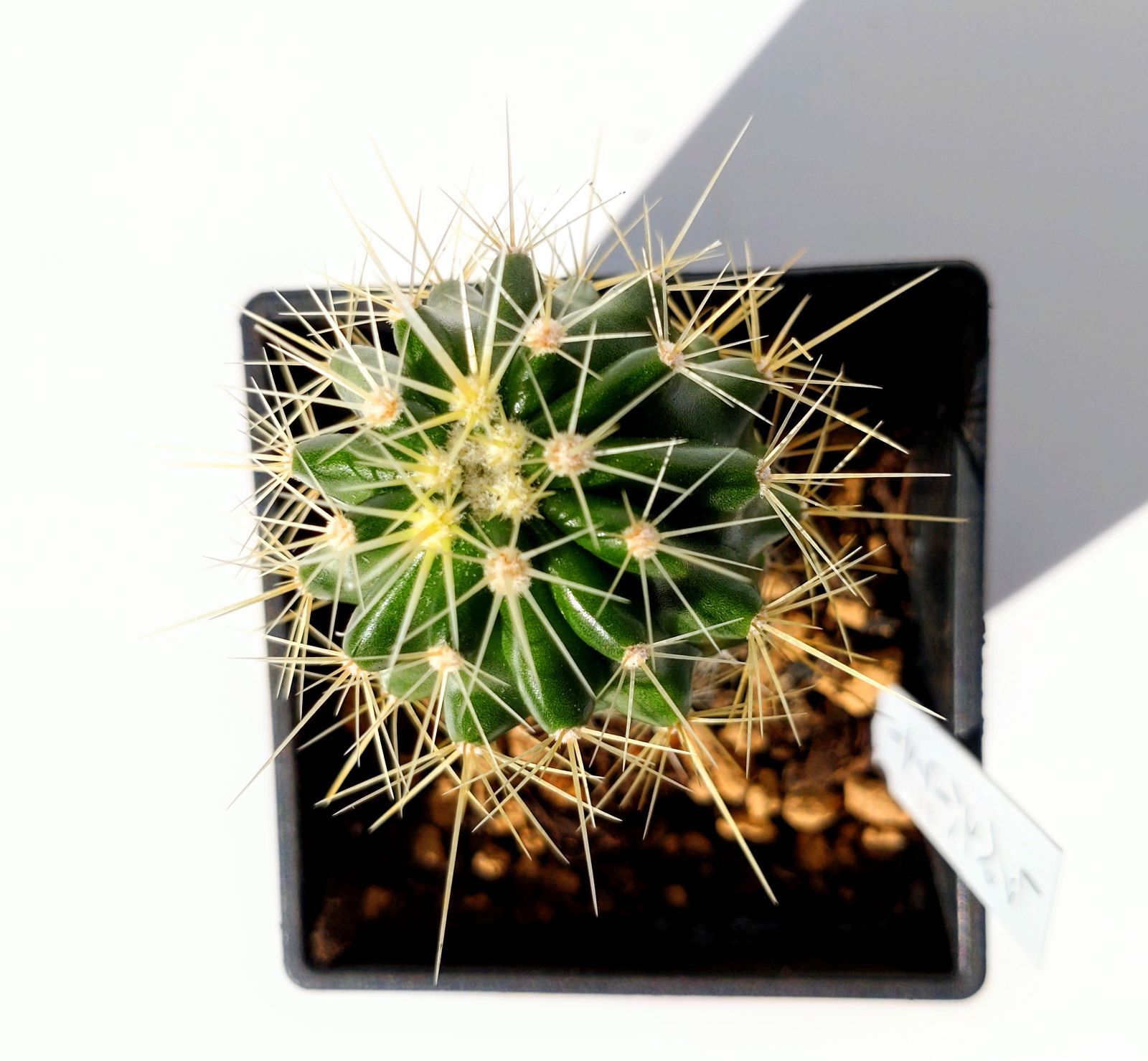 フェロカクタス レッペンハーゲニー錦◇斑入りドライガーデン多肉