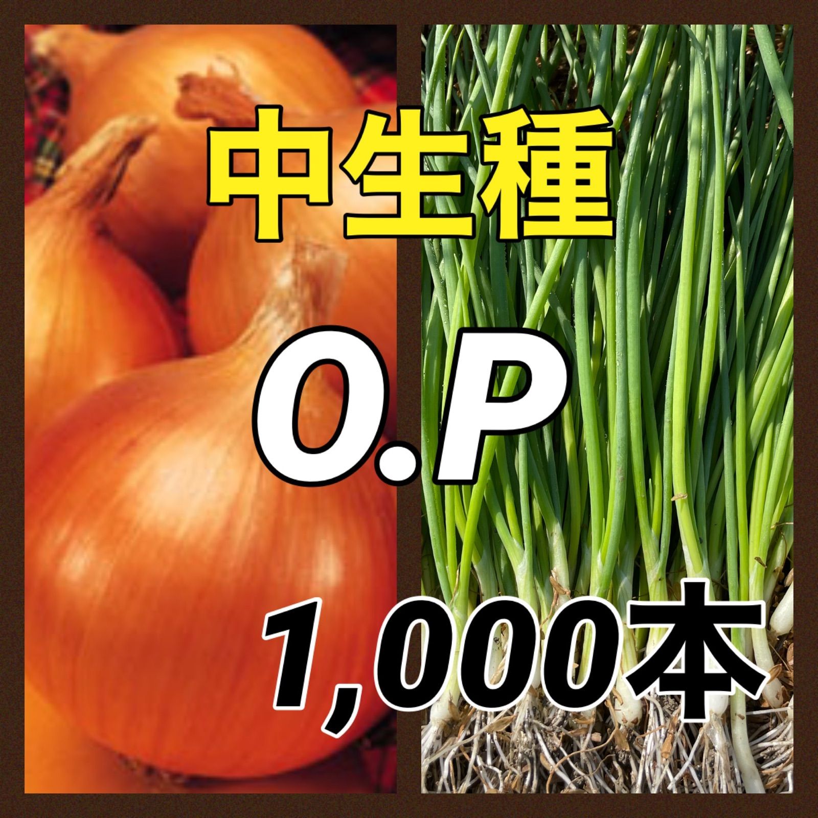 【新品工具】玉ねぎ苗　マーキュリー　1000本 野菜