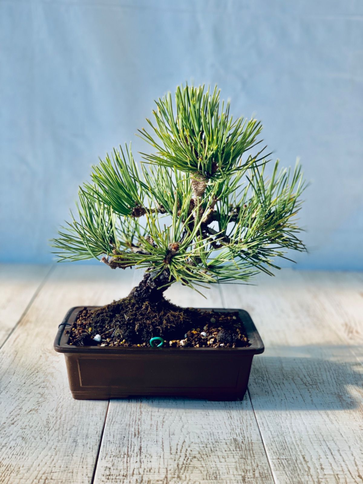 黒龍 黒松 樹齢11年 中品盆栽 アウトレット 小品盆栽 鉢付き 黒松 盆栽