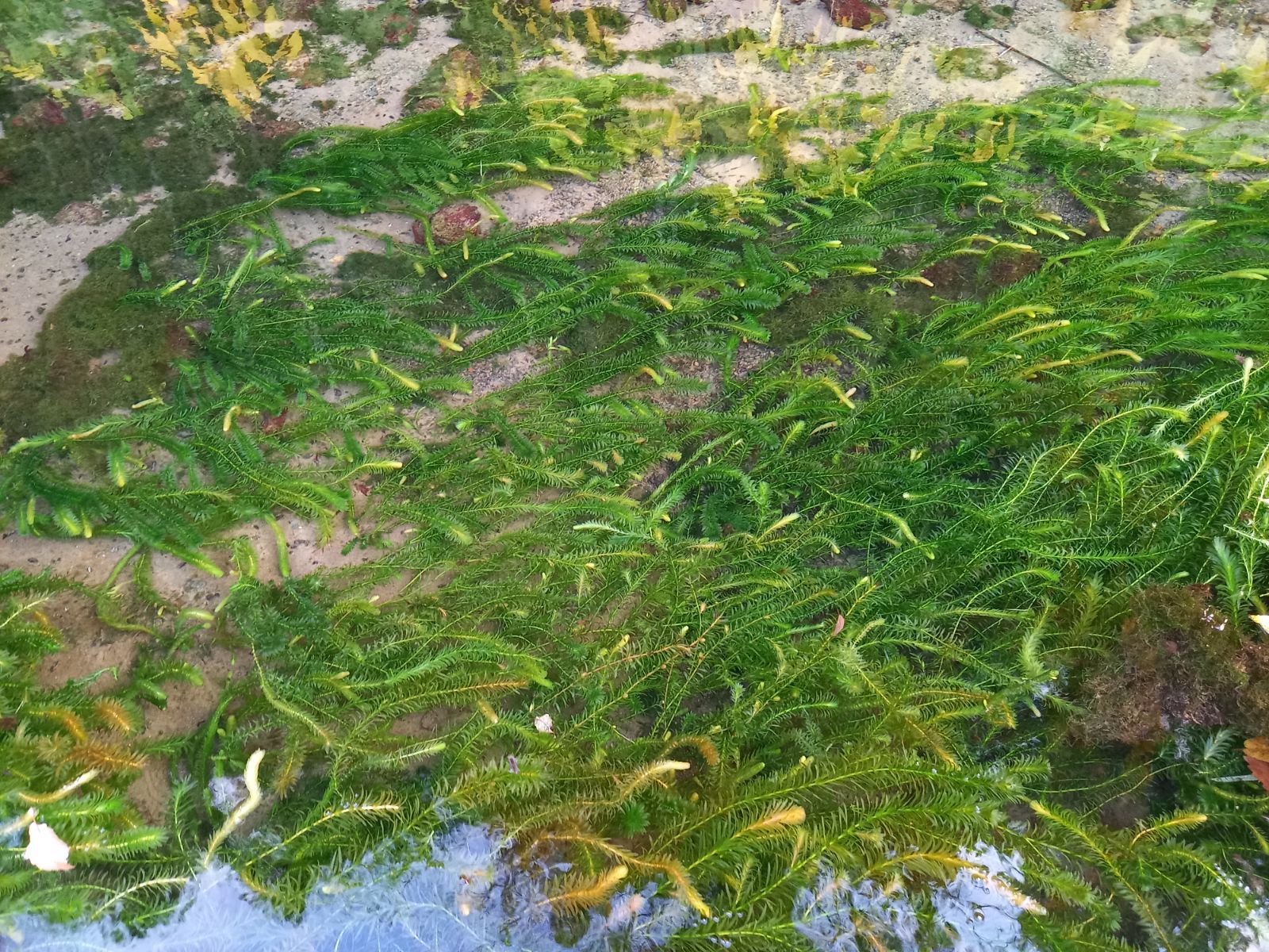 100本以上 阿蘇の湧水で育った水草 天然アナカリス 倉庫 - 魚用品・水草