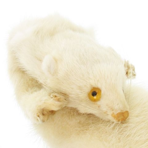 ティペット マフラー ミンクファー 毛皮 顔付き 爪付き スナップ