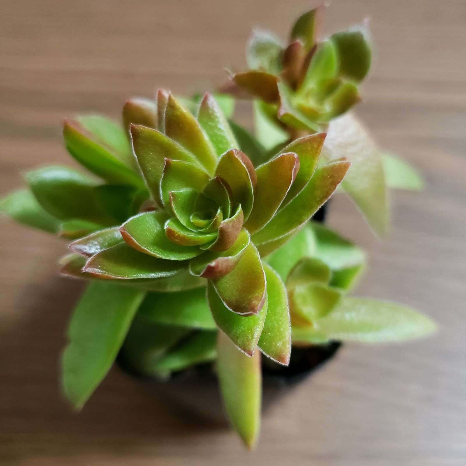 メルカリshops 多肉植物 クラッスラ 紅葉祭り 抜き苗