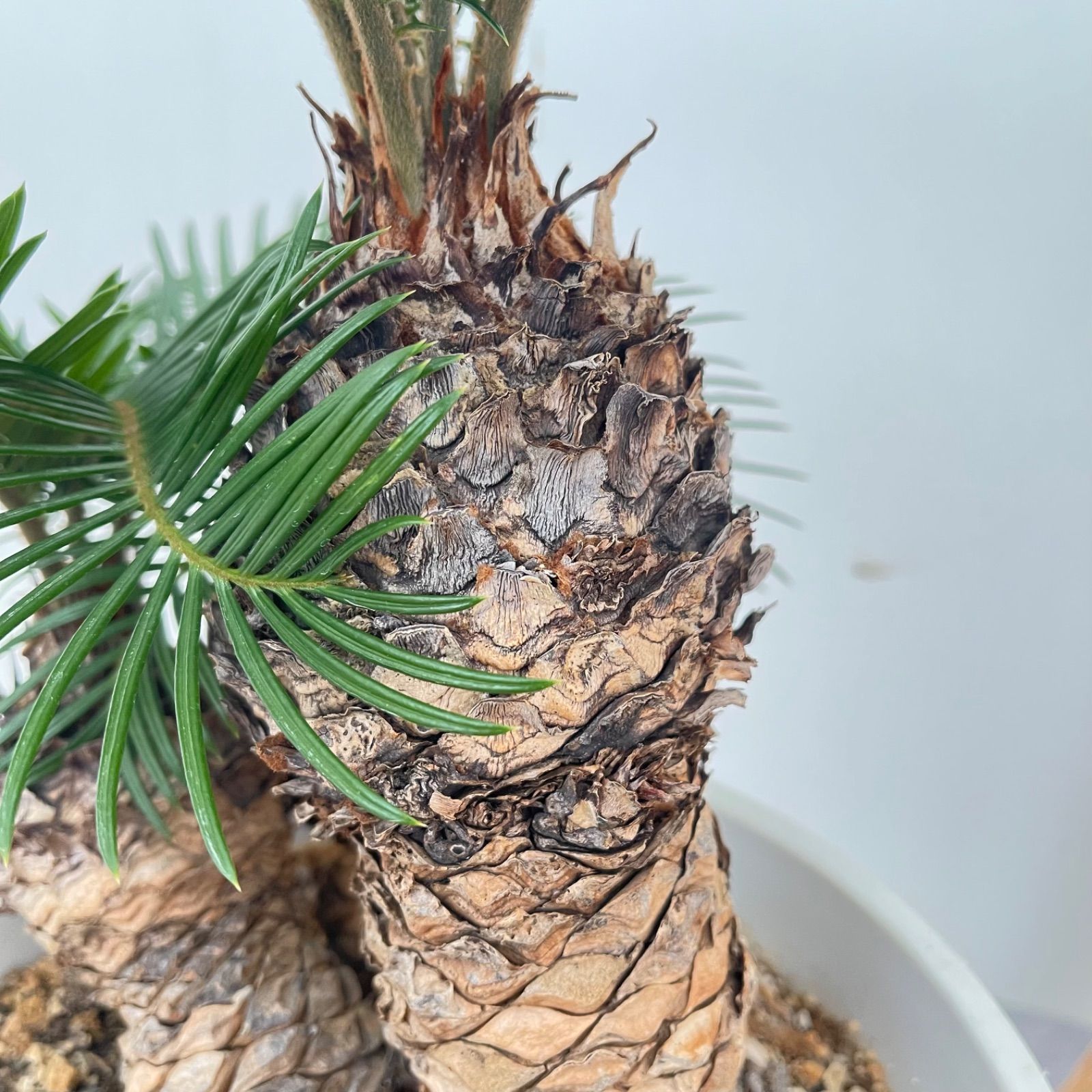 現品 観葉植物