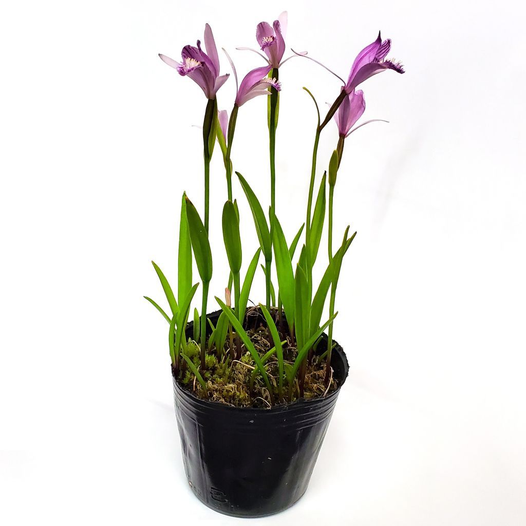 ギラウミニア 現地球 ユーフォルビア・ギラウミニアナ (現地球