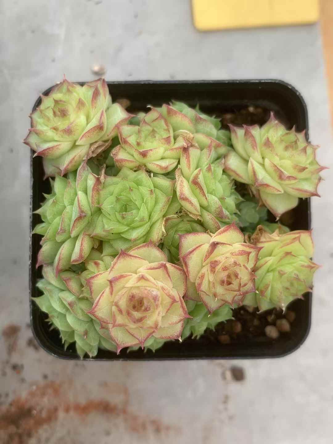 LX67×54 ジョウニン 抜き苗 多肉植物 アエオニウム エケベリア 韓国苗