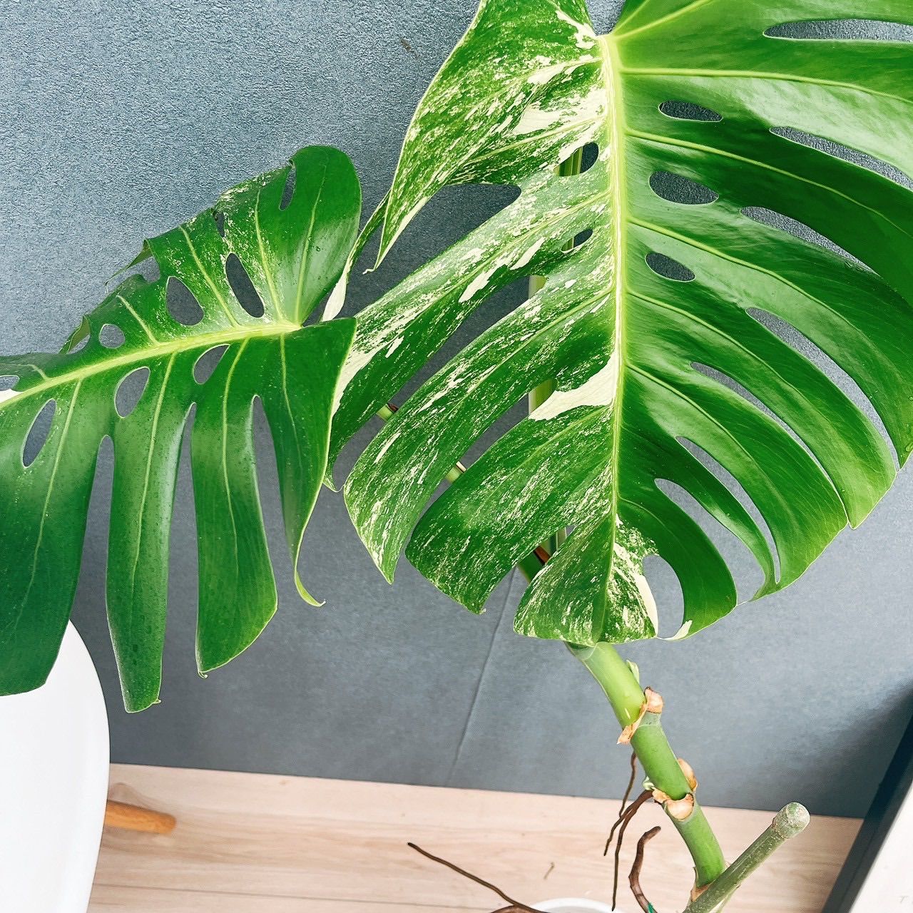 斑入り 観葉植物