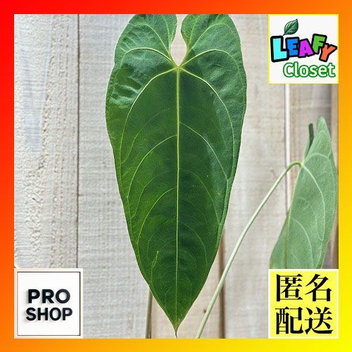 観葉植物 アンスリウム Anthurium sp. choco IA 3.5号硬質ポット(現品