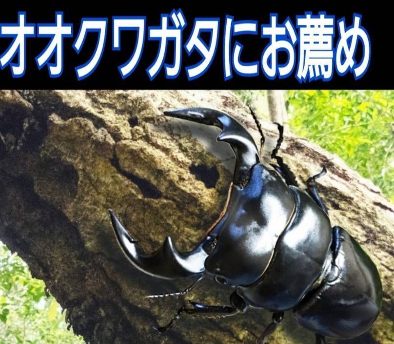 おすすめ！ 極上！初菌！カワラタケ菌糸ブロック1個☆タランドゥス ...