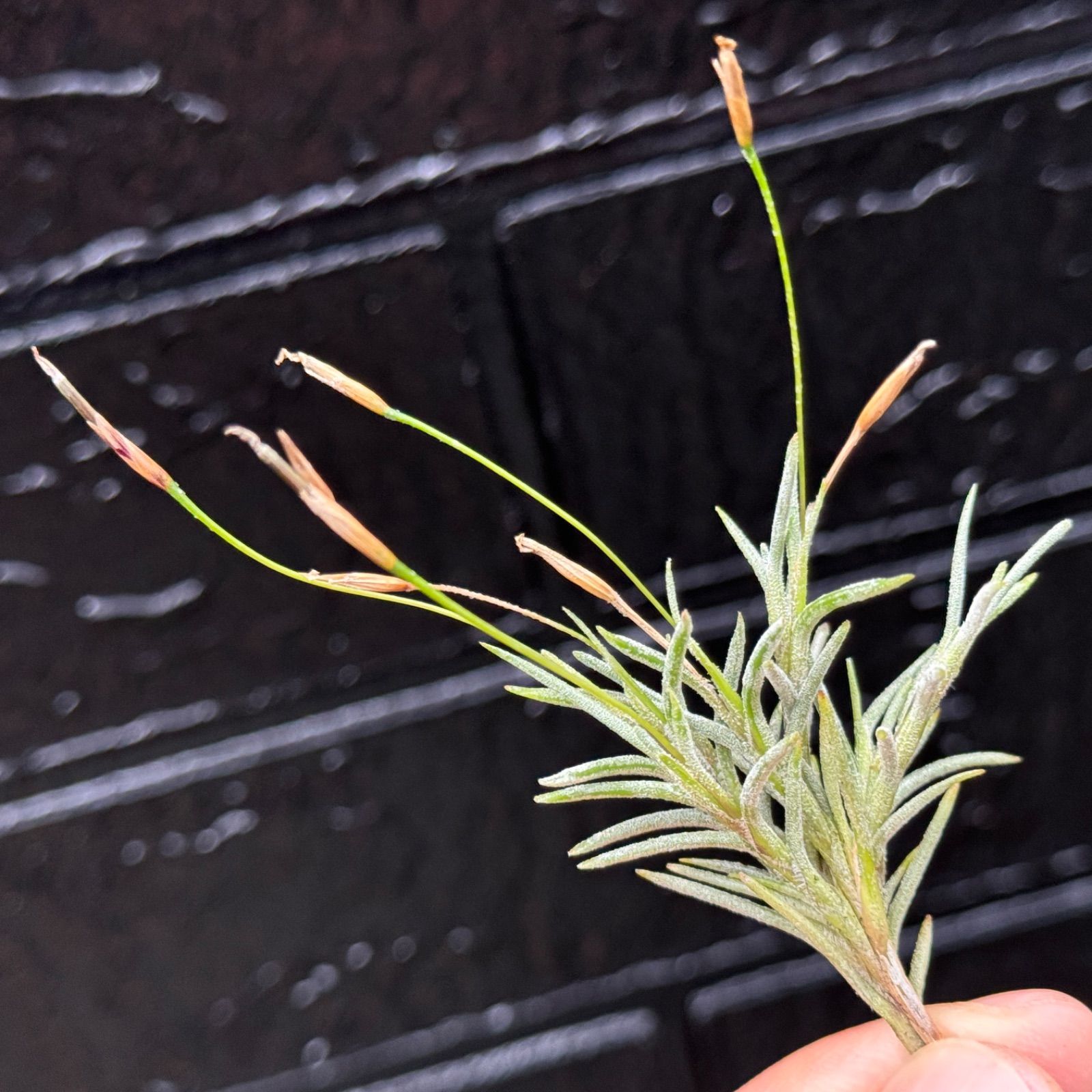 芳香花品種＊ チランジア カピラリス Tillandsia capillaris＊エア