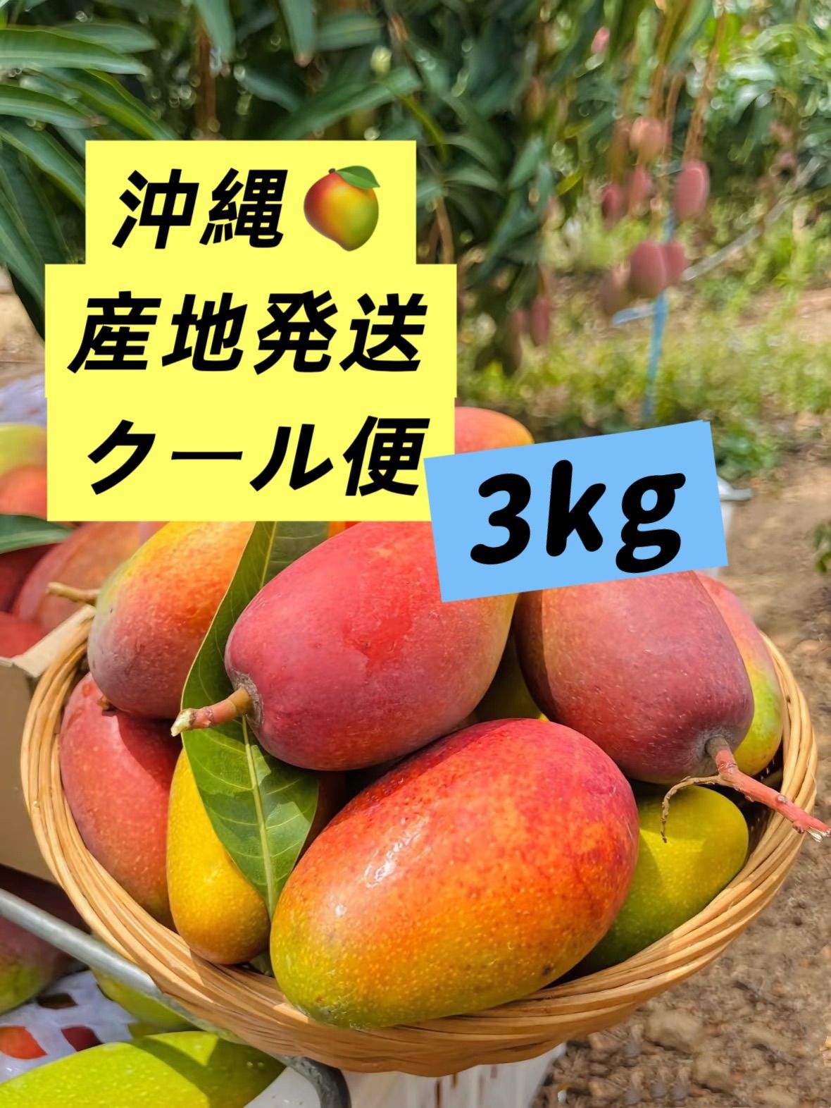 沖縄産☆ミニマンゴー(3kg)クール発送 ※タケちん様専用 沖縄産☆ミニマンゴー(3kg)クール発送 ※タケちん様専用