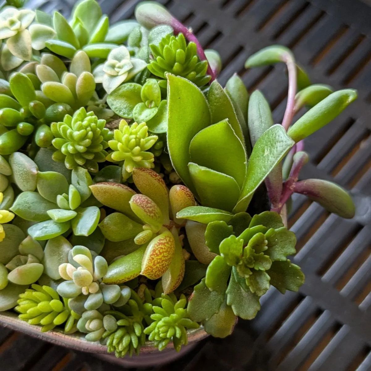 多肉植物 カット苗 寄せ植えセット 夏休みSALE 3 楽天市場 多肉植物 カット苗 寄せ植えセット 夏休みSALE 3 楽天市場