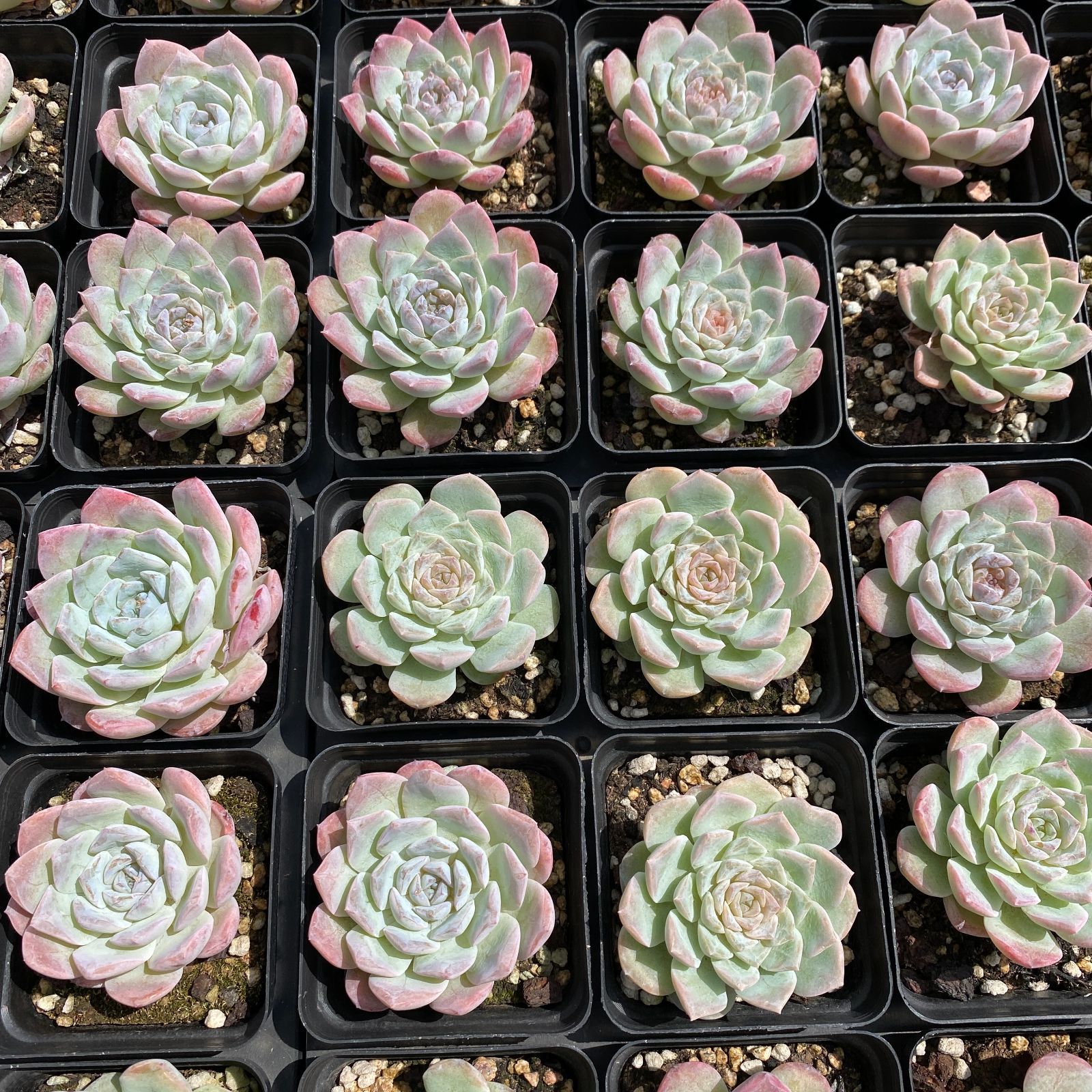 20.多肉植物 エケベリア 韓国苗 名無し 54株抜き苗セット】アイスハート 群生 多肉植物 佐川急便発送