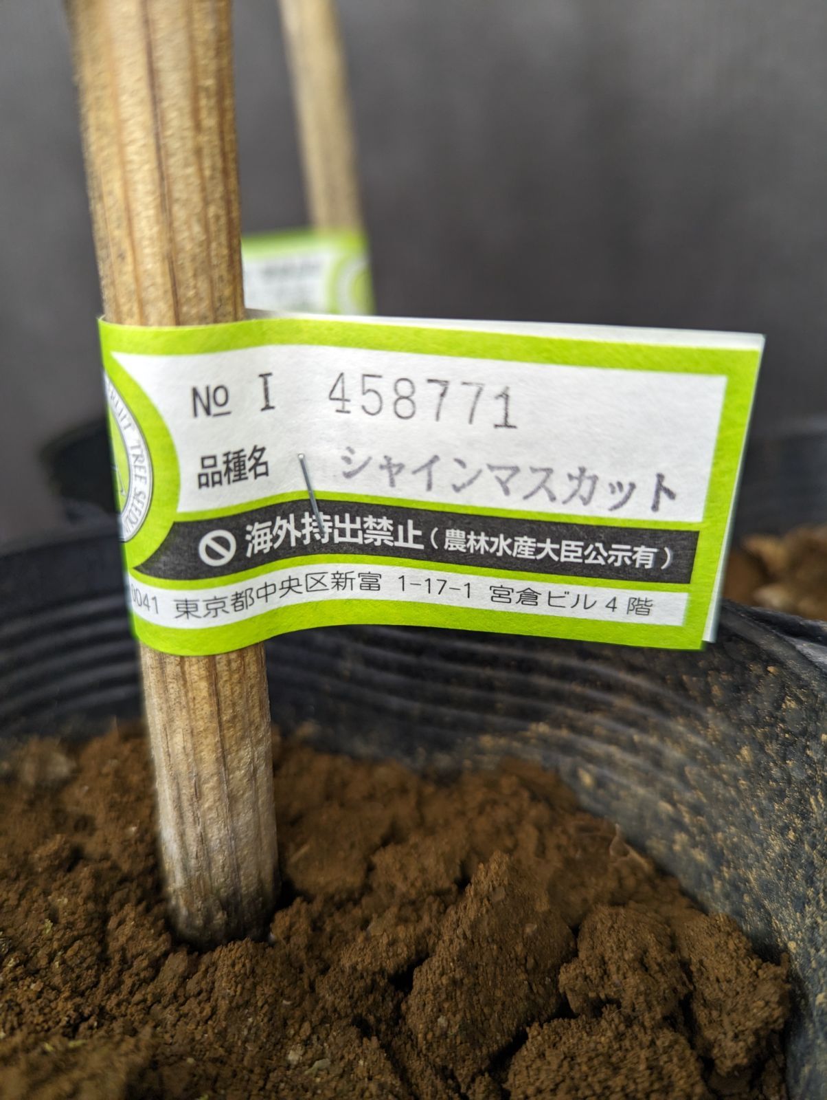 シャインマスカット