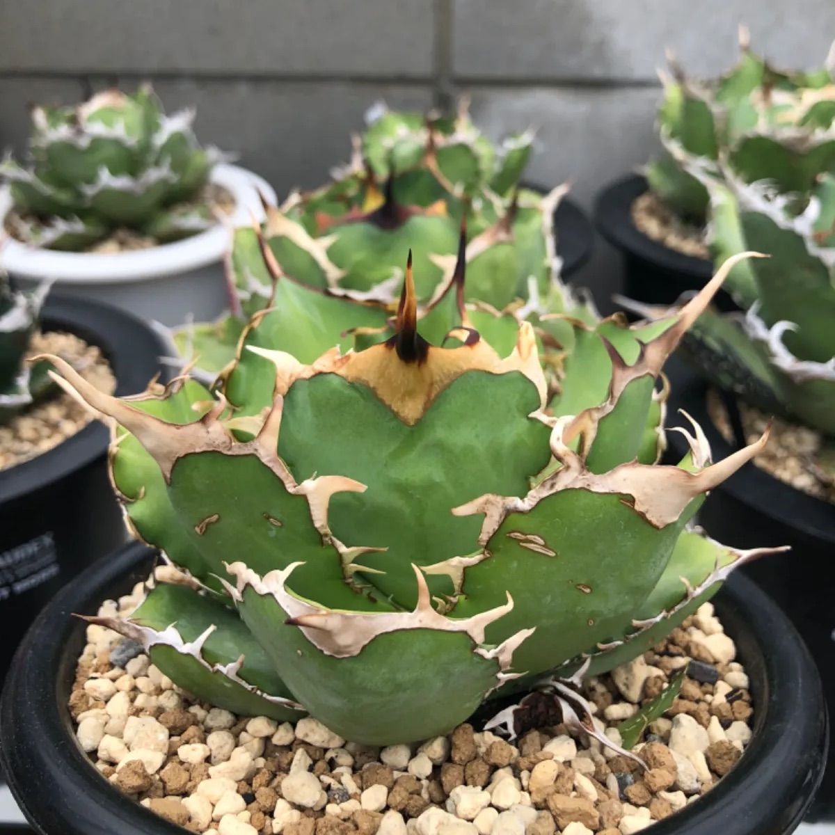 agave 'Illusion' TC【※発根済み】メルカリ史上初 極希少 agave 'Illusion' TC【※発根済み】メルカリ史上初 極希少 agave