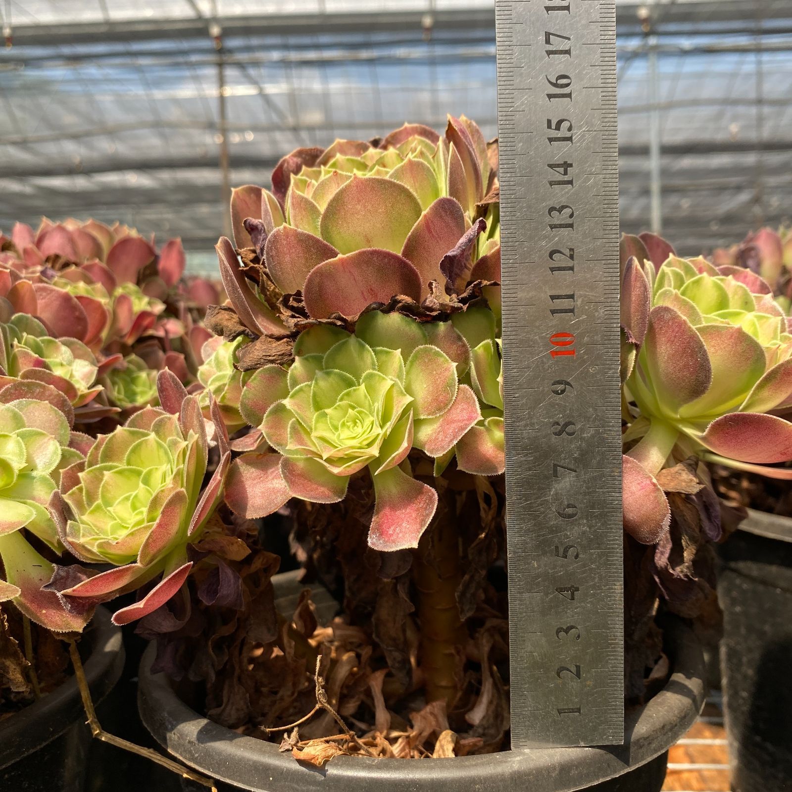 16株の抜き苗セット ハロウィン錦 多肉植物 佐川急便発送 エケベリア 韓国苗 ZM1510