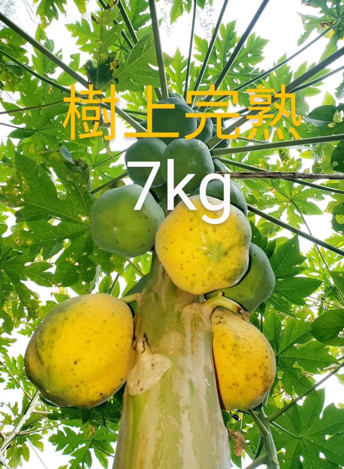 樹上完熟  イエロー フルーツパパイヤ7kg