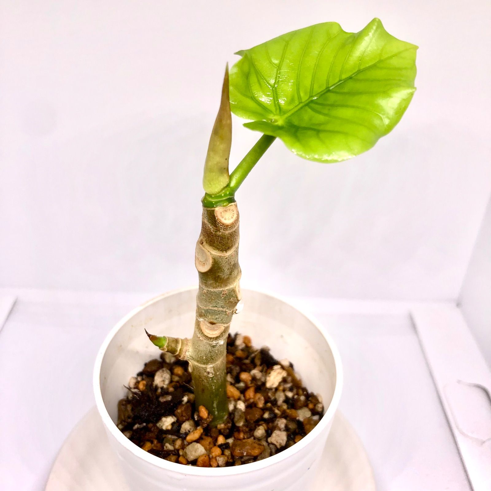 多肉植物葉挿しセット(発芽済) 多肉植物 葉挿し全て発根済セット