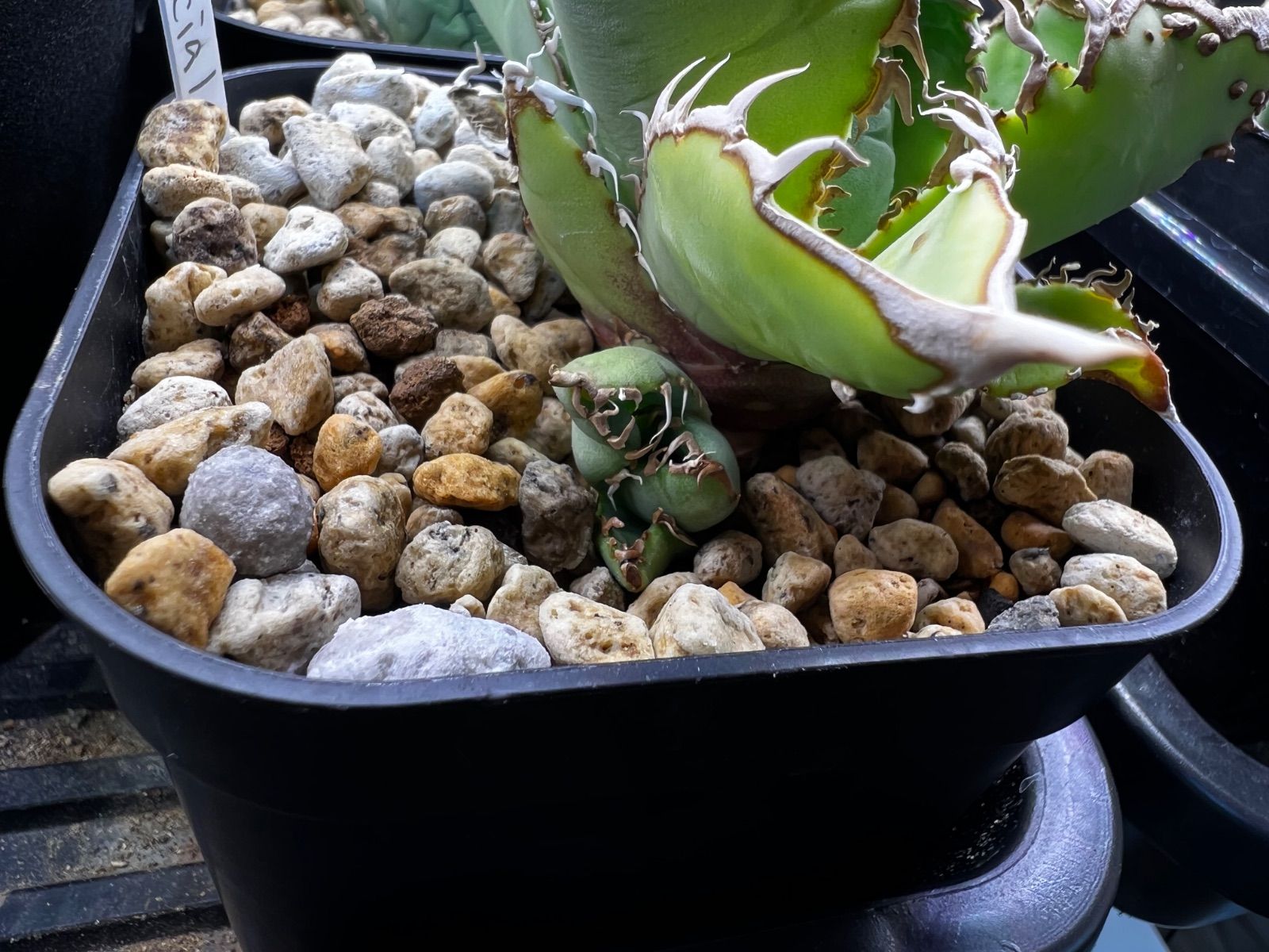 アガベ なかのスペシャル ぶつぶつ系 多肉植物アガベ チタノタ