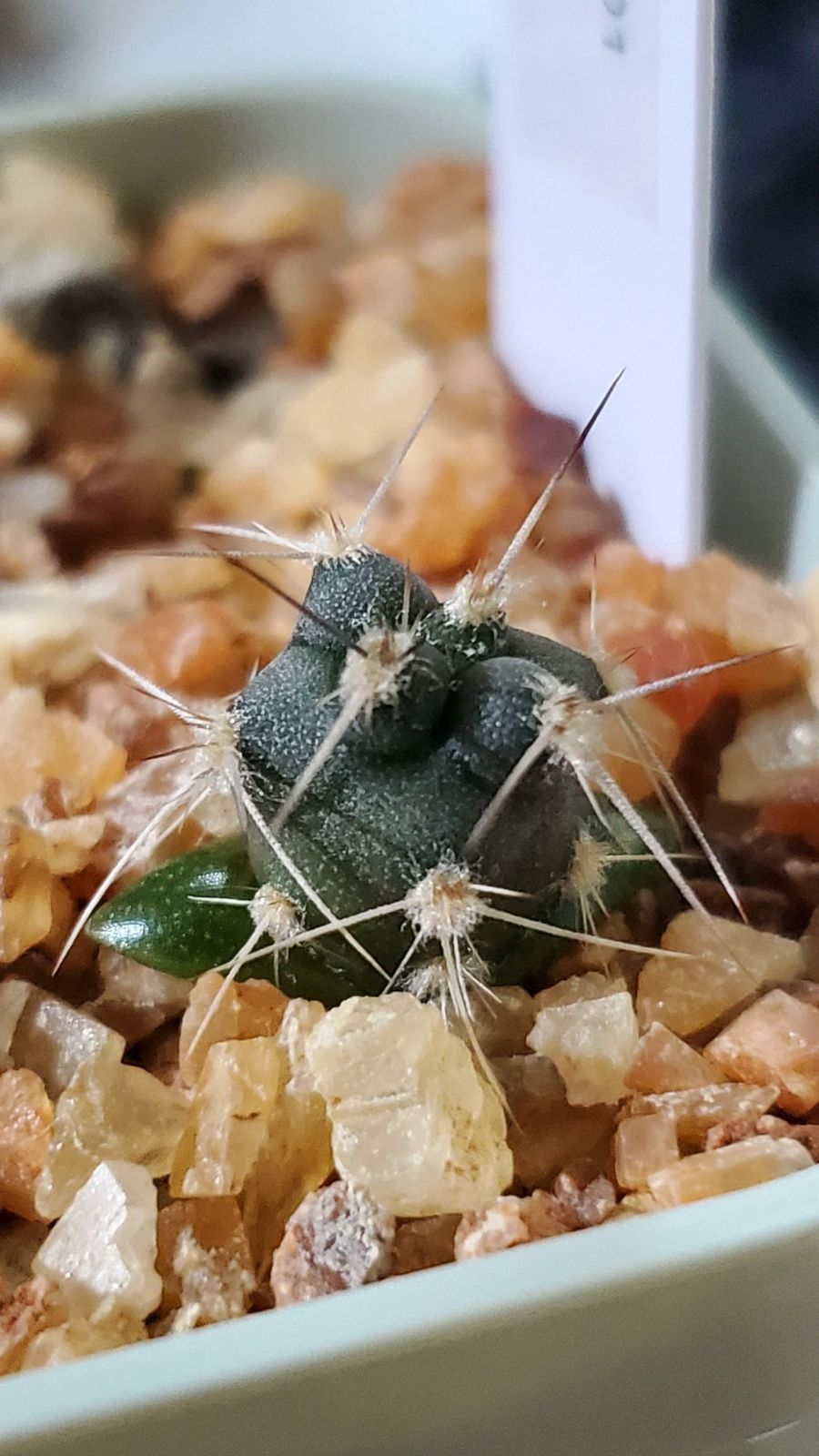 テフロカクタス アーティキュラータス 種子12種類 5粒ずつ - メルカリ