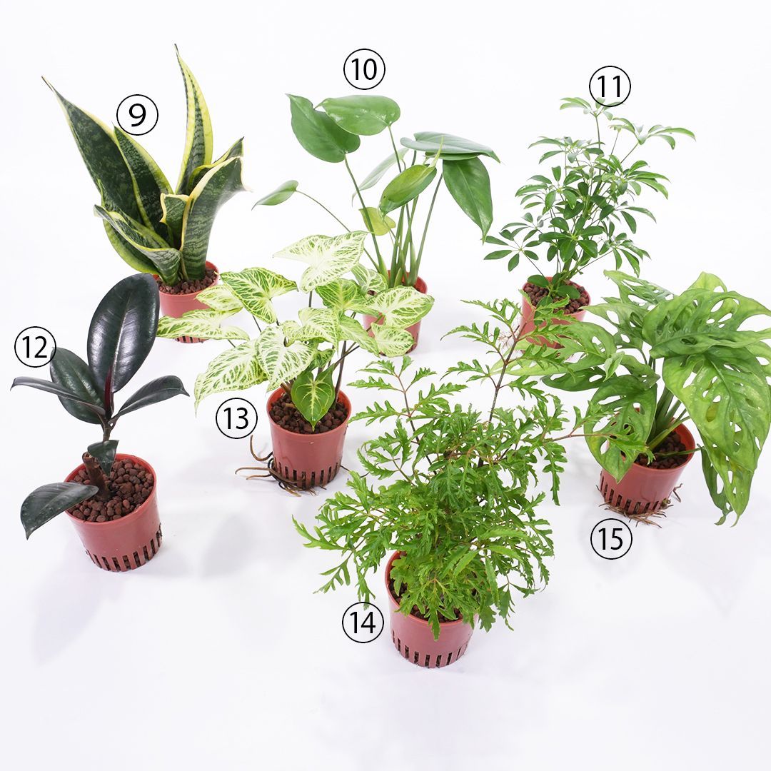 観葉植物 ハイミニビビスモーキー3個セット【B】【オススメの観葉植物でお