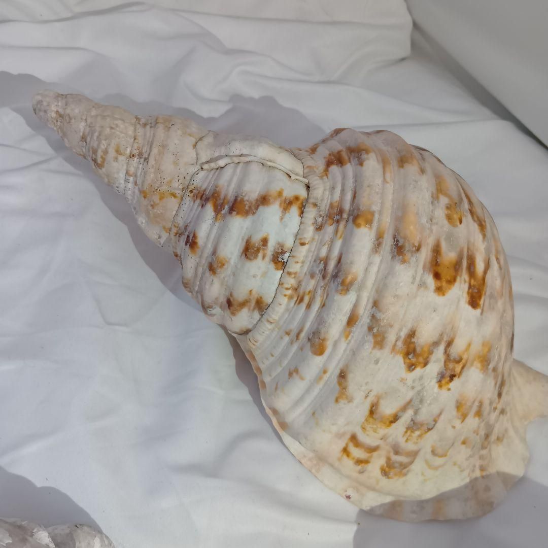 貝殻3セット アンティーク 置物 海 - メルカリ