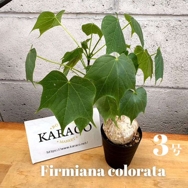 【極美/大株/塊根植物】フィルミアナ コロラータ 鉢植え ② 極美/大株/塊根植物】フィルミアナ コロラータ 鉢植え