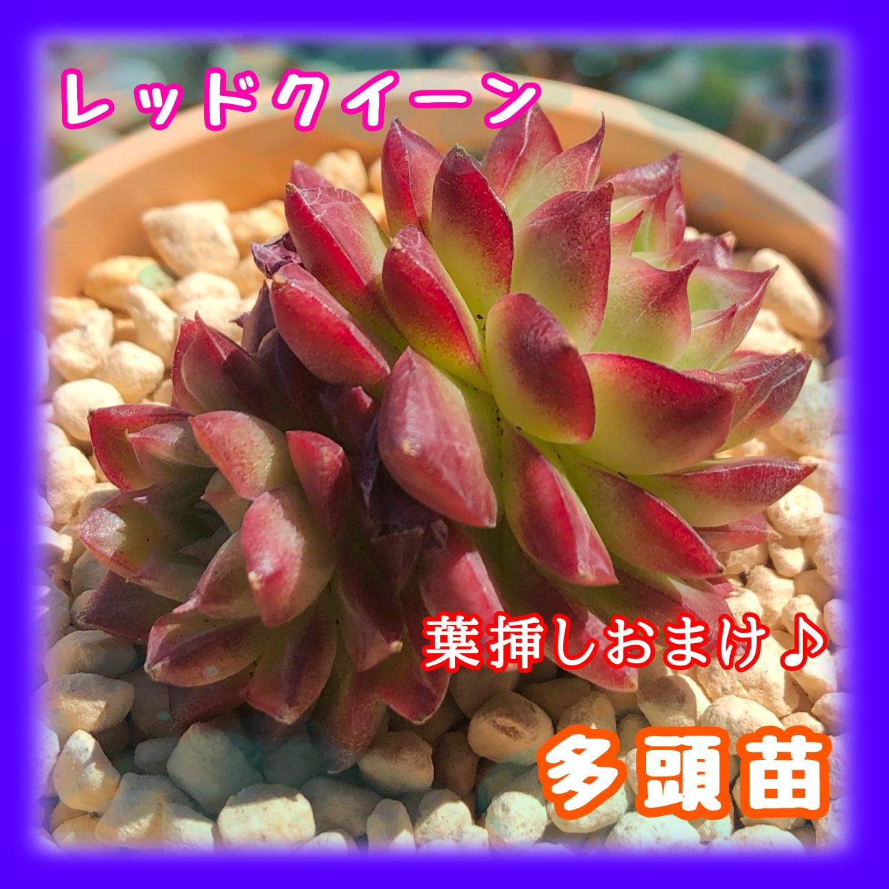 多肉植物 レッドクイーン 多頭苗 - 黒猫yu-ri【多肉植物】 - メルカリ