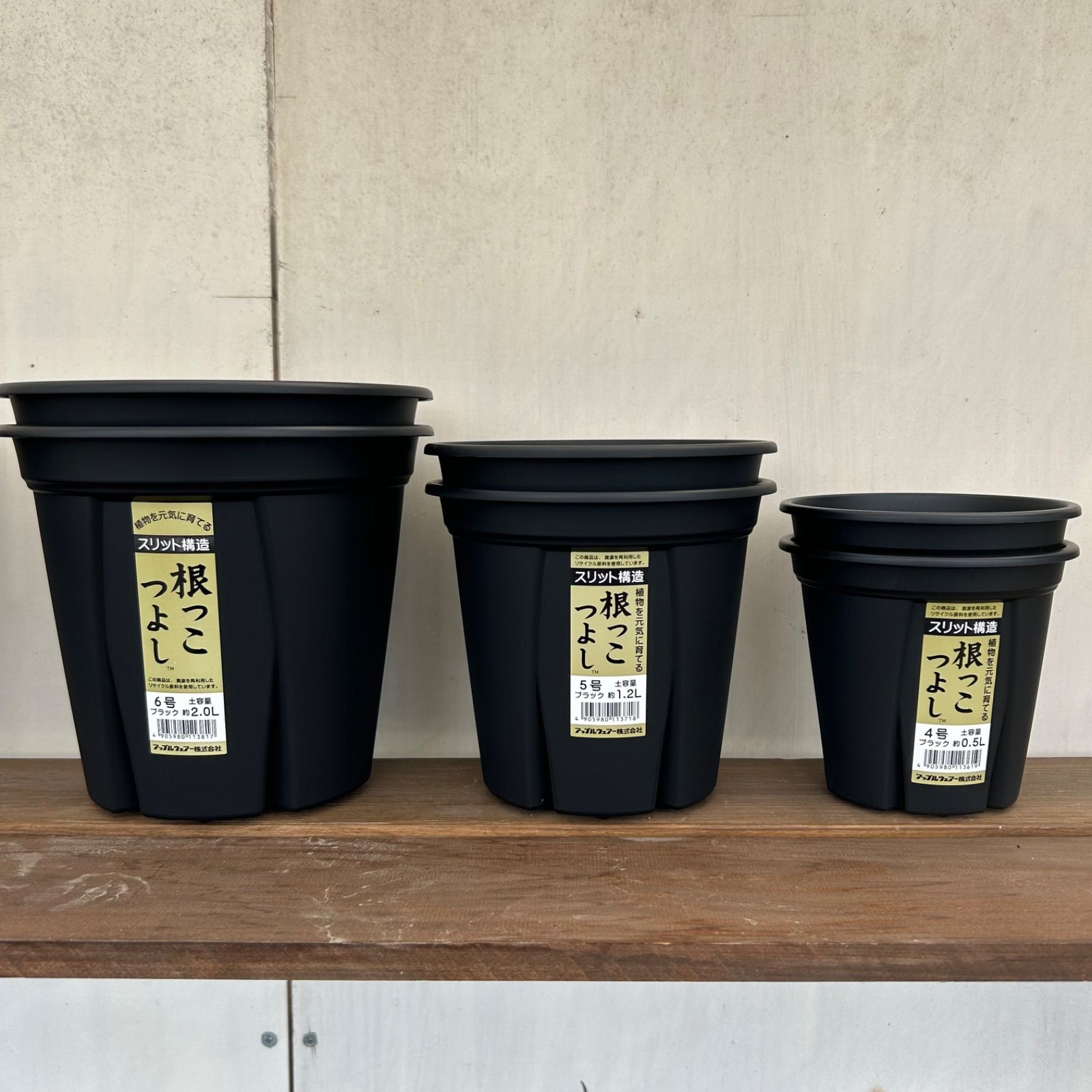 【長期育成株】宝珠　根っこつよし5号　鉢ごとメルカリ便発送 長期育成株】宝珠 根っこつよし5号 鉢ごとメルカリ便発送