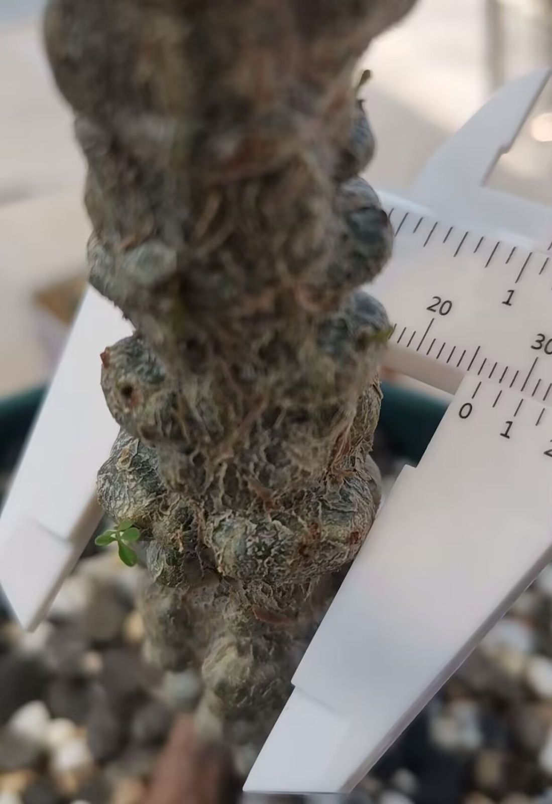 【鉢植えのまま発送】オペルクリカリア・パキプス 実生11年株 買ったときはヒョロヒョロだった実生パキプスが、この4年で