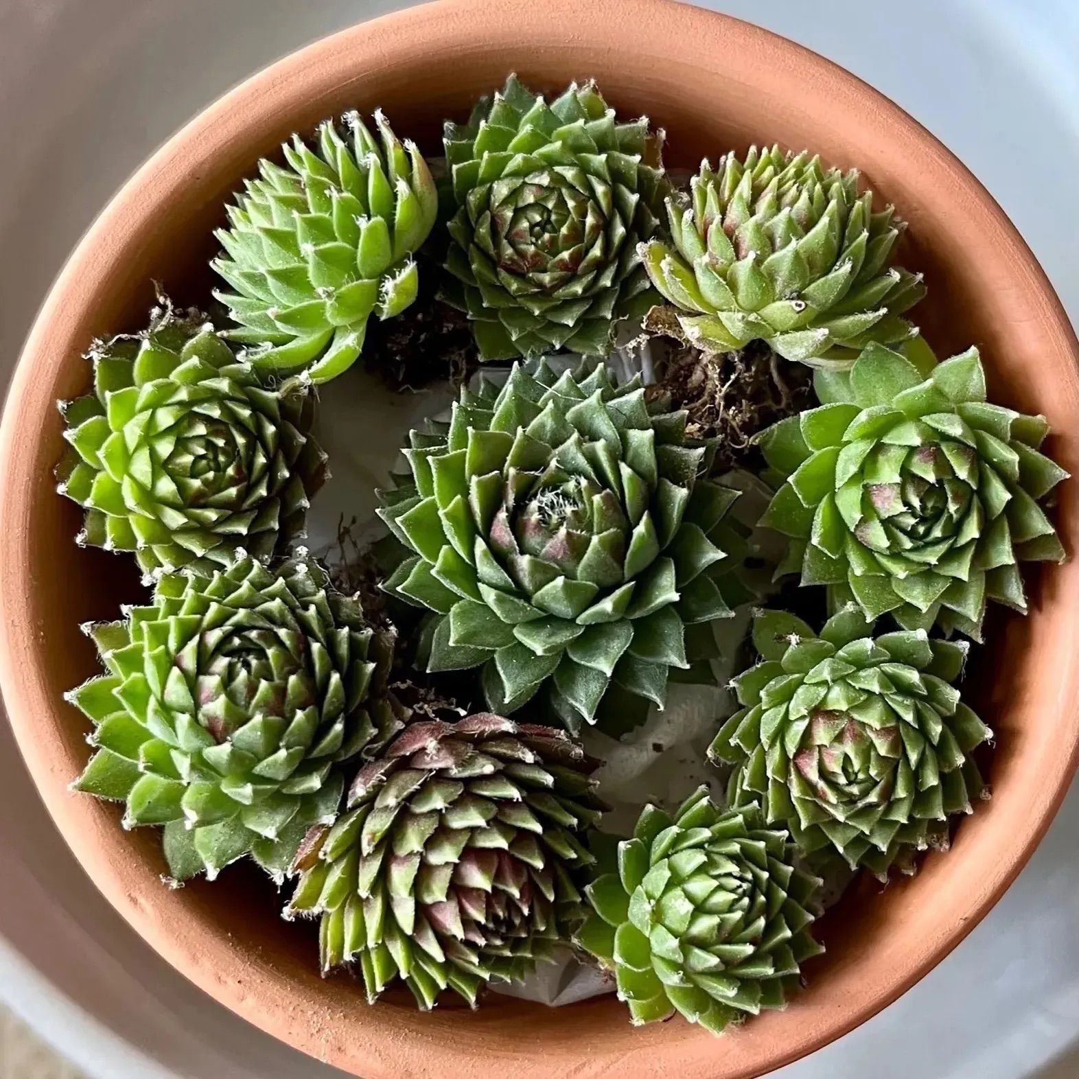 多肉植物 センペルビウム 抜き苗 - その他多肉植物