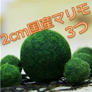 売れ筋 新品 未使用 国産マリモ2cm 3個 おまけ付き 植物 観葉植物 Www Afdservex Es Www Afdservex Es