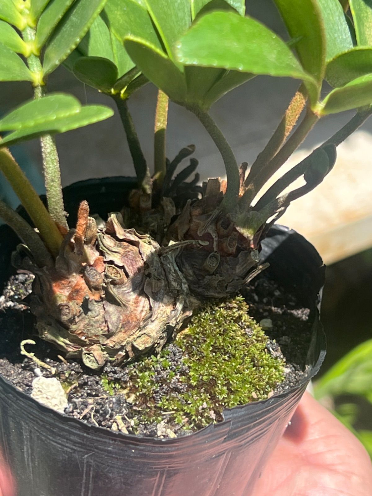 多頭ザミア メキシコソテツ (3頭)② - メルカリ