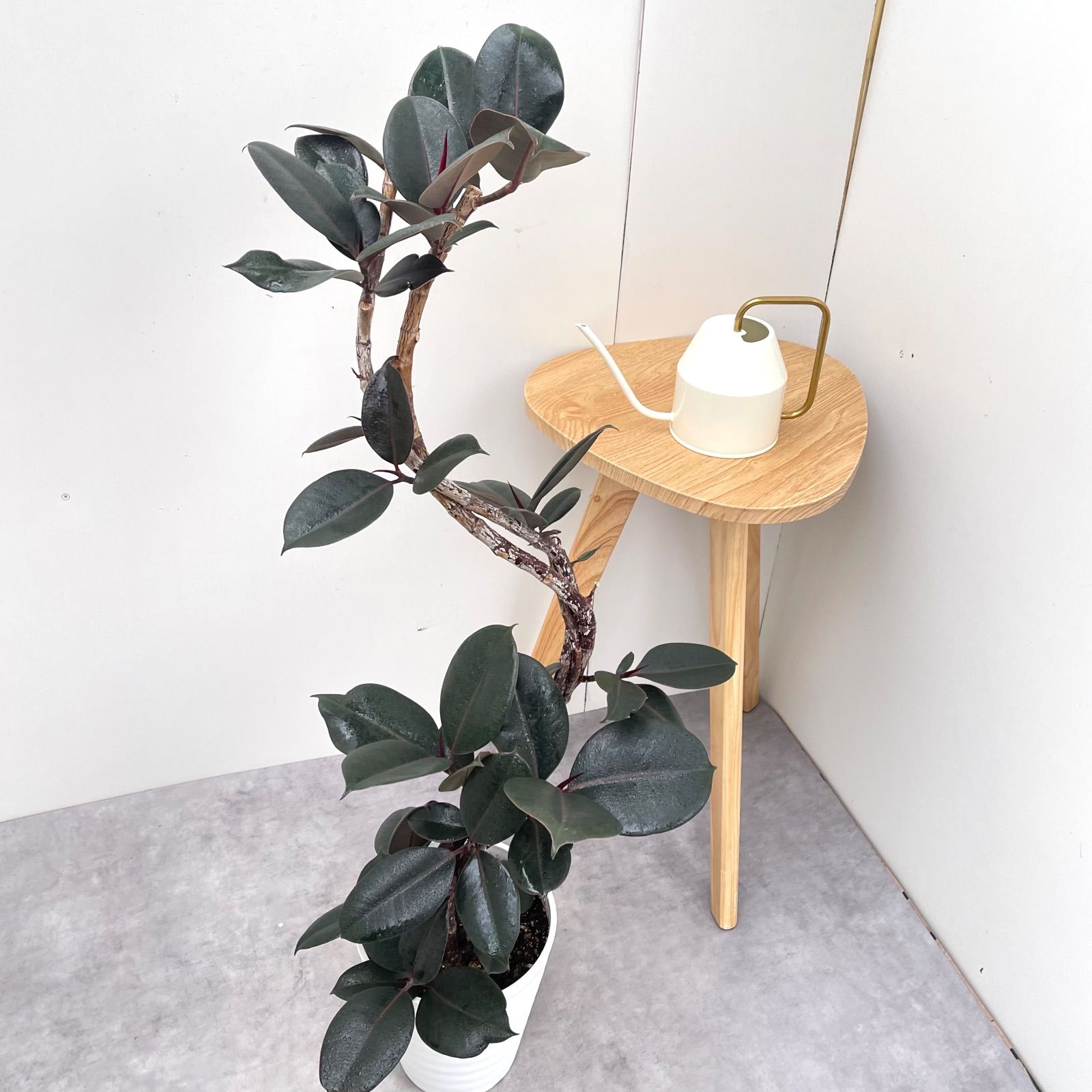 フィカス バーガンディ 曲がり 3 現品 観葉植物 室内 7号