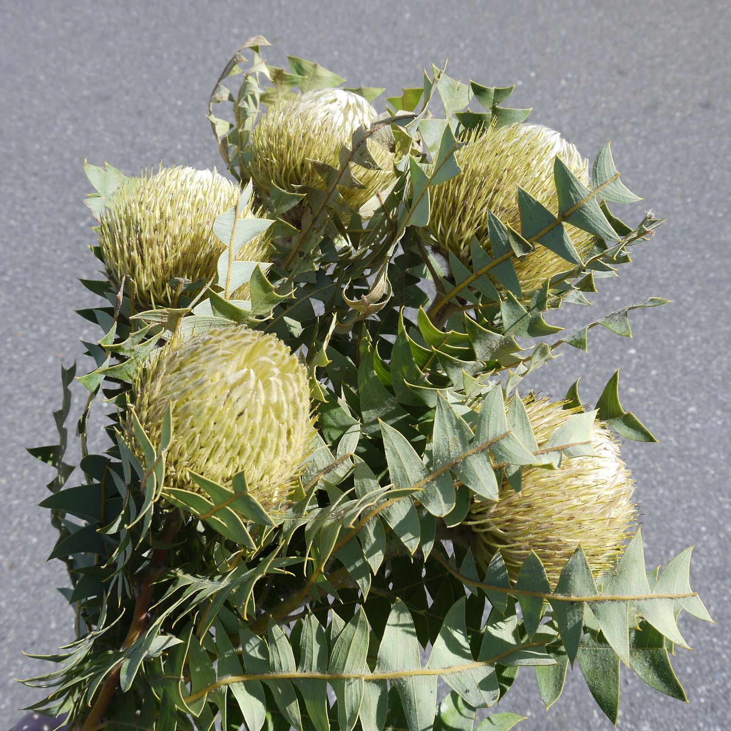 ✨9種MIX【B】ネイティブ プロテア グレビリア バンクシア スワッグ