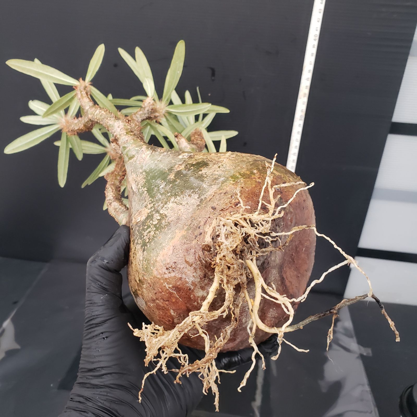 2305 「塊根植物」パキポディウム グラキリス 抜き苗【畑地植え 2305 「塊根植物」パキポディウム グラキリス 抜き苗【畑地植え