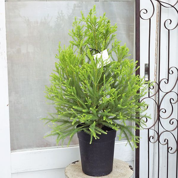 常緑苗木 バーゼリア ラヌギノーサ 6号 高70cm 庭木 低木 おしゃれ