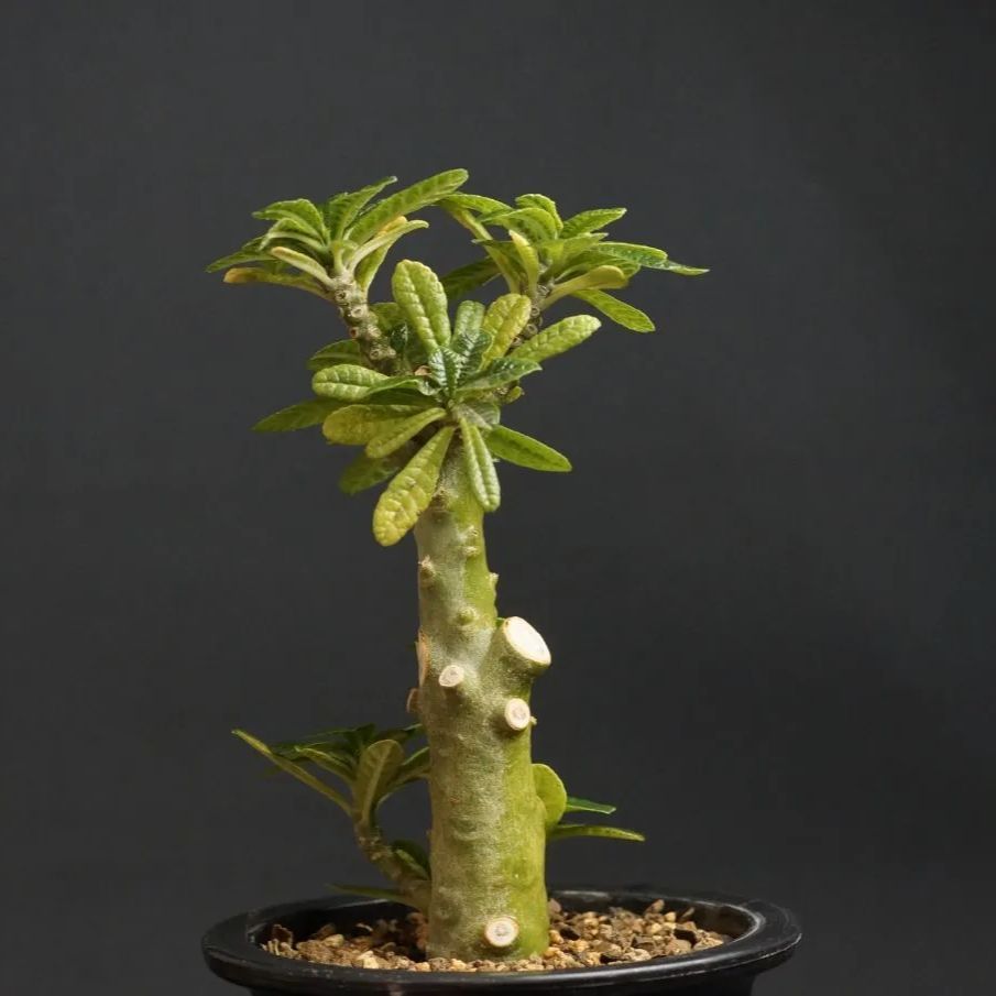 Dorstenia gigas