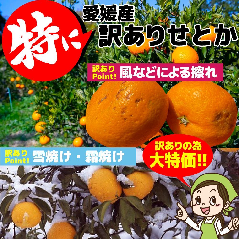 みかん 愛媛産 特に訳あり せとか 箱込2.0kg（外皮の傷・シミ多め）（2月中旬～ご注文順に順次発送）※沖縄・離島・北海道は発送不可