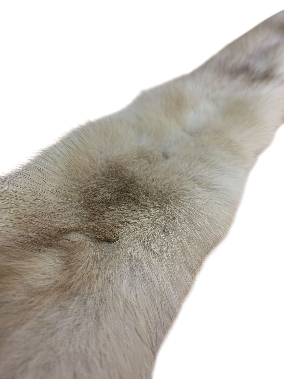 フォクシーブティック