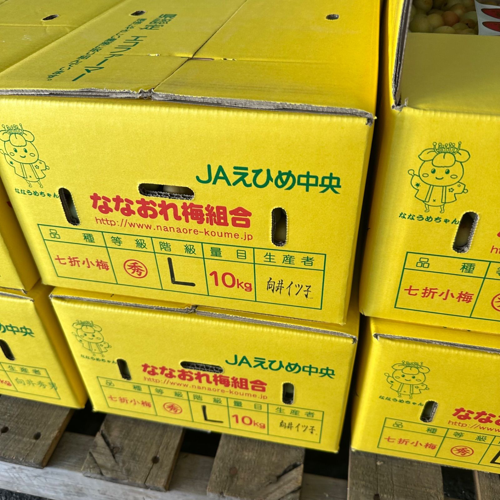 20キロクール発送