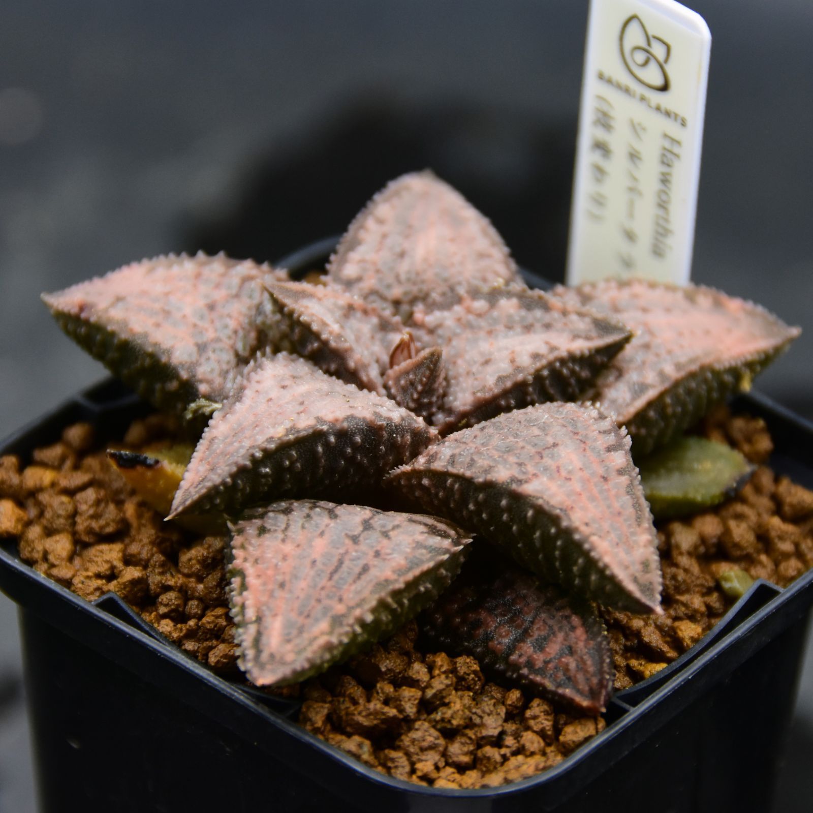 ヘブンズタランチュラ ハオルチア 硬葉 ヘブンズタランチュラ