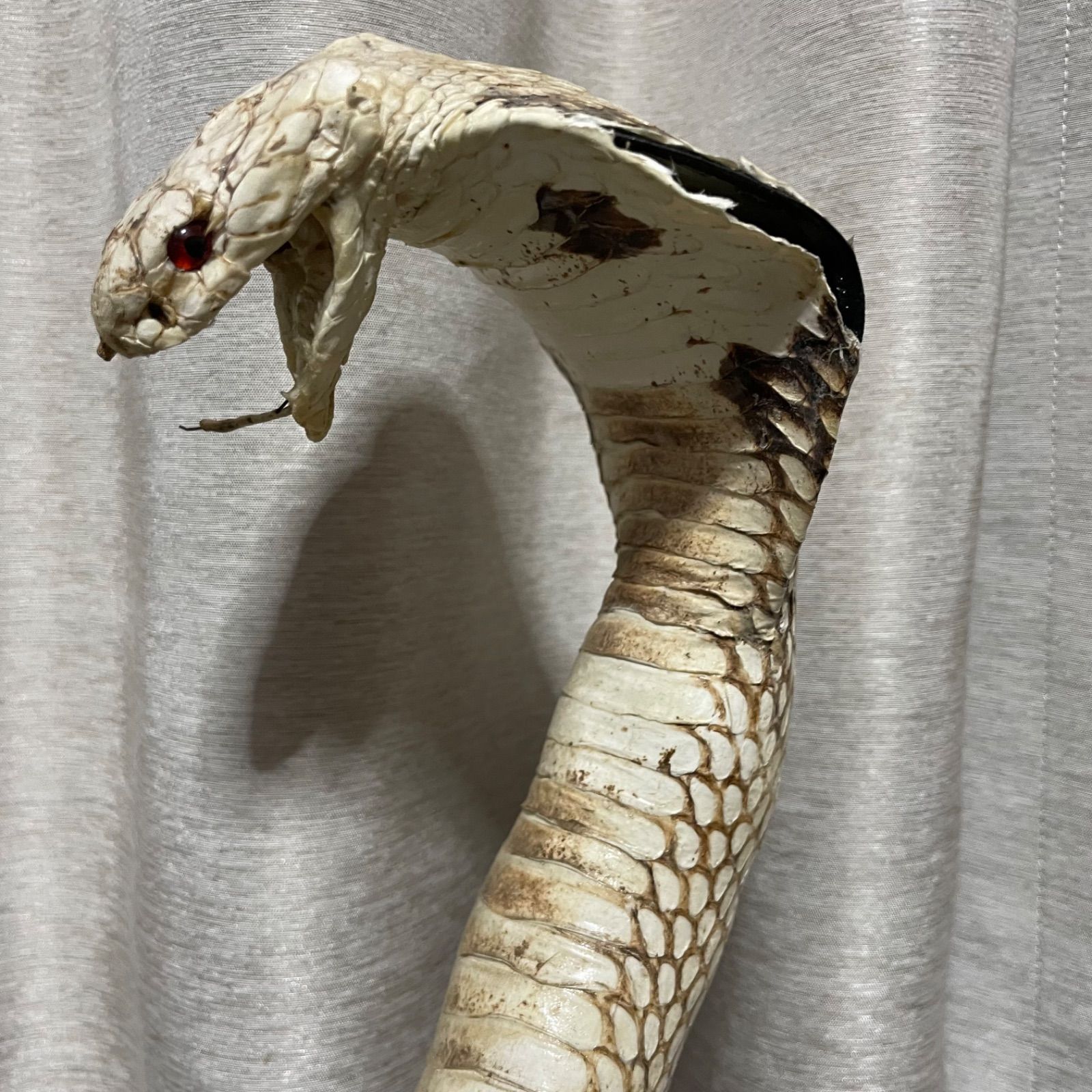 ♭ マングース コブラ 剥製 アンティーク ヘビ - メルカリ
