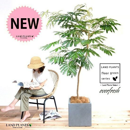 rawlifefactory 鉢 鞍馬 木賊刈 KD rlf RAW LIFE FACTORY 第7回抽選