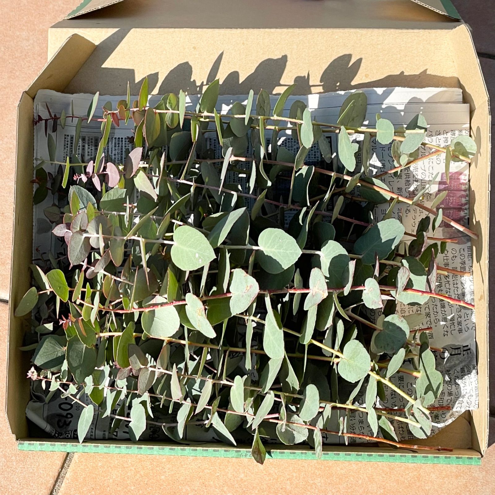 ユーカリ ブリジシアナ 宅急便コンパクト配送 フレッシュ - メルカリ