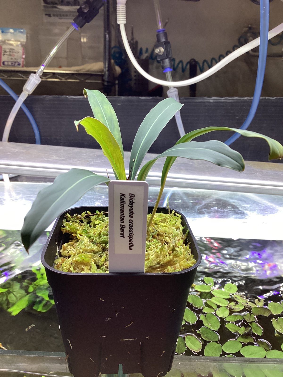 Bidayuha Crassispatha Kalimantan Barat子株 Bidayuha Crassispatha Kalimantan Barat子株 - メルカリ