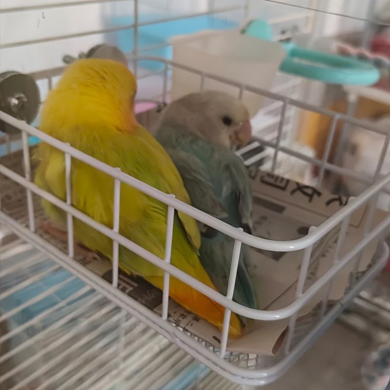鳥用品|ユニークな猫のデザイン|耐久性のある鳥のケージ