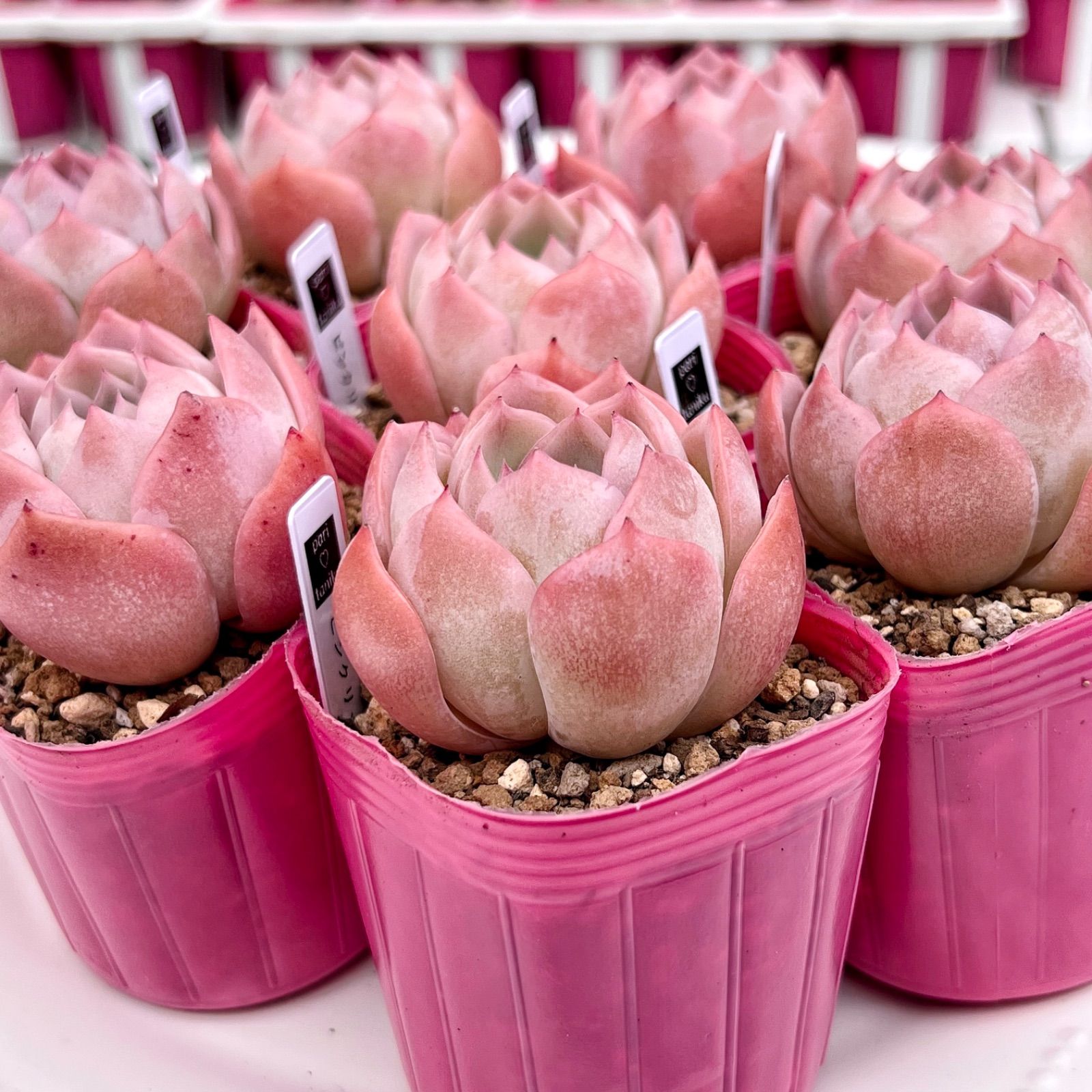 多肉植物 ピンクリップスティック 韓国苗 - メルカリ