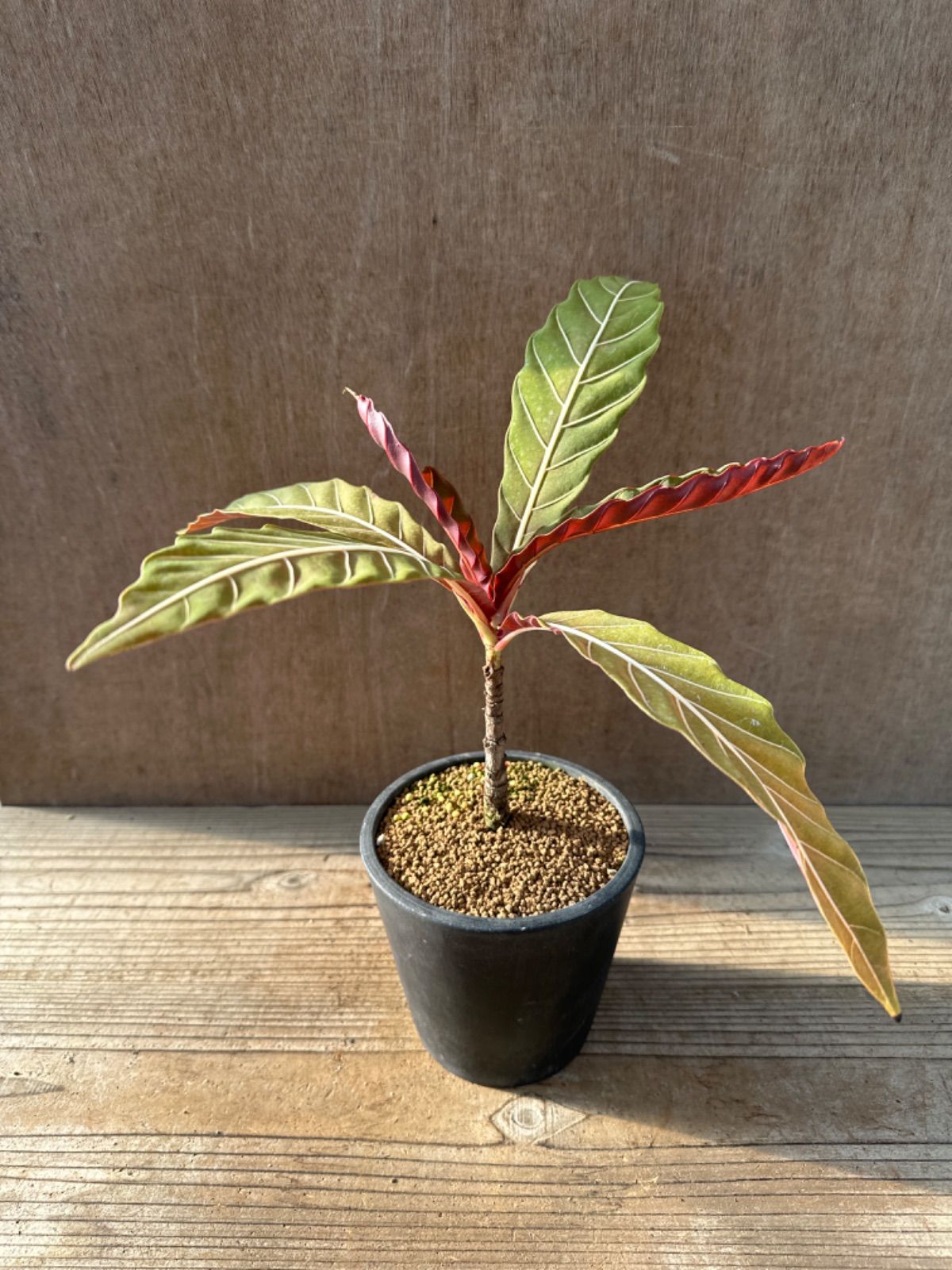 ペンタゴニア ウェンドランディ ウェンドランディー Pentagonia wendlandii ウェンドランディー 現品 観葉植物 観葉 植物  珍奇植物 珍奇 珍しい レア 希少 インテリア プレゼント おしゃれ かわいい グリーン アートプランツ - メルカリ