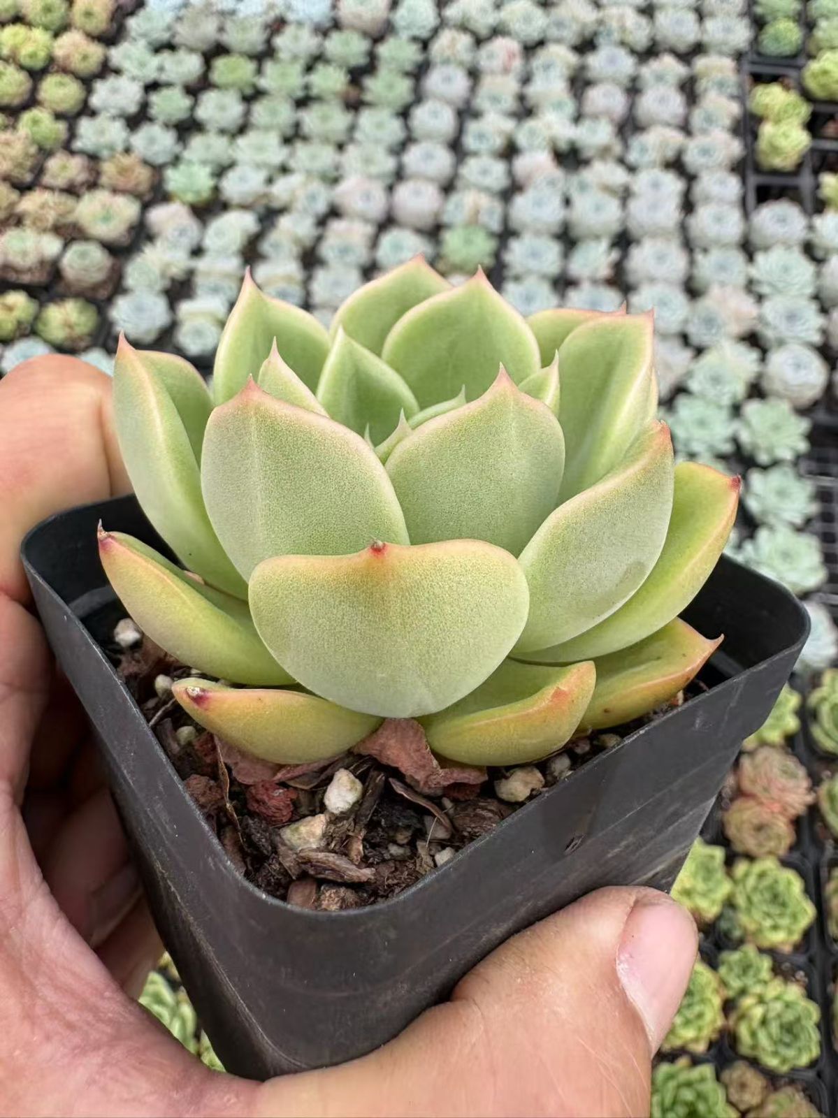 多肉植物　韓国苗　ジェリーオレンジ　発根済み 50株の抜き苗セット】ゼリーオレンジ 多肉植物 佐川急便発送