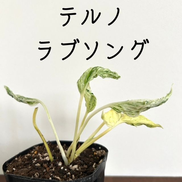 ポトス/テルノ ラブソング/18】希少 レア ハンギング インテリアプランツ 吊るす 蔓性植物 観葉植物 室内 - メルカリ